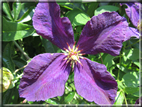 foto Fiori
